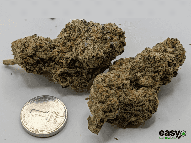 קנאביס רפואי תפרחת בלאק הוב - T22/C4 - BLACK HOB איי.אמ.סי לילה - אינדיקה