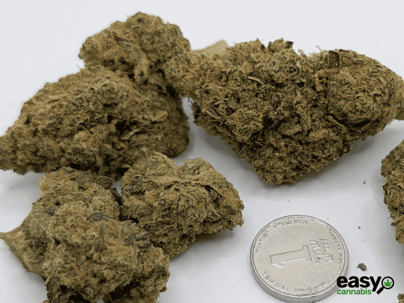 קנאביס רפואי תפרחת דון קוש - T22/C4 - DON KUSH איי.אמ.סי לילה - אינדיקה