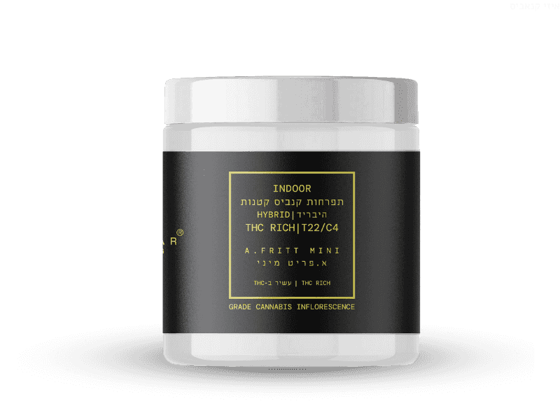 קנאביס רפואי תפרחת בי. בי פואגו מיני - T22/C4 - B.B. Fuego Mini קנאבר לילה - אינדיקה