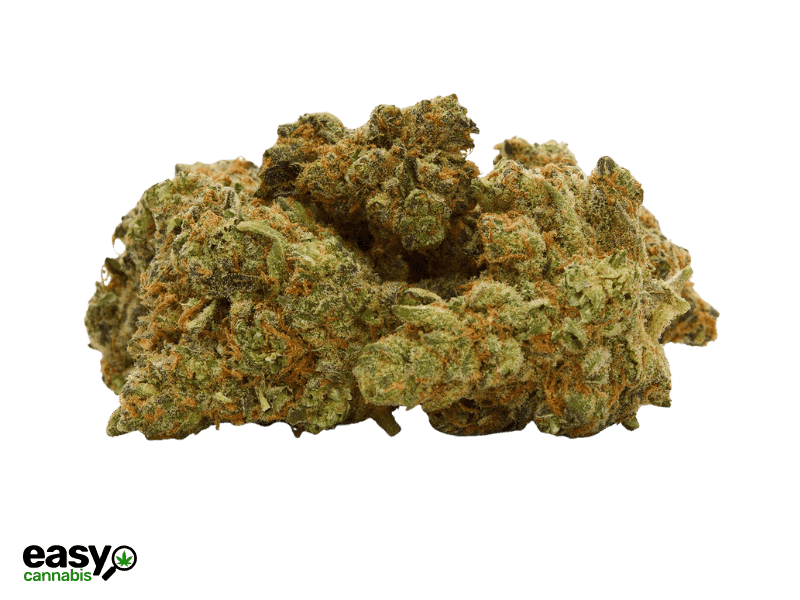 קנאביס רפואי תפרחת סינקיי - T22/C4 - SINKEY איי.אמ.סי יום - סאטיבה