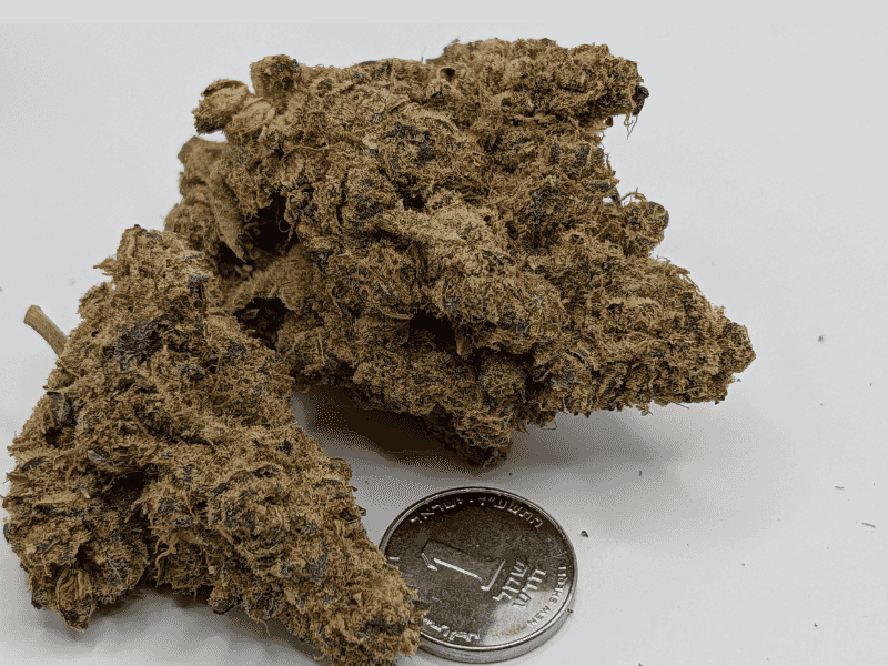 קנאביס רפואי תפרחת סינקיי - T22/C4 - SINKEY איי.אמ.סי יום - סאטיבה