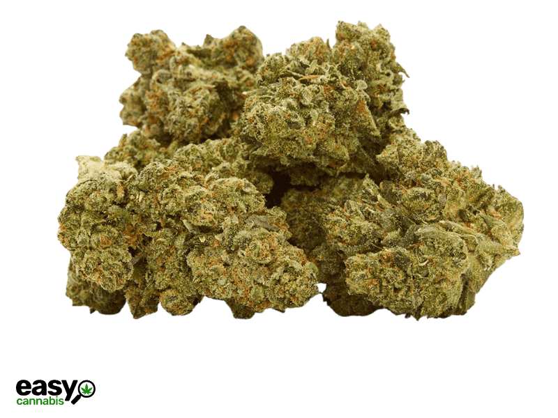 קנאביס רפואי תפרחת אר.בי.אי 55 - T22/C4 - RBI 55 איי.אמ.סי לילה - אינדיקה