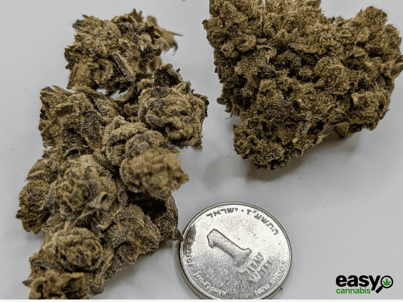 קנאביס רפואי תפרחת אר.בי.אי 55 - T22/C4 - RBI 55 איי.אמ.סי לילה - אינדיקה