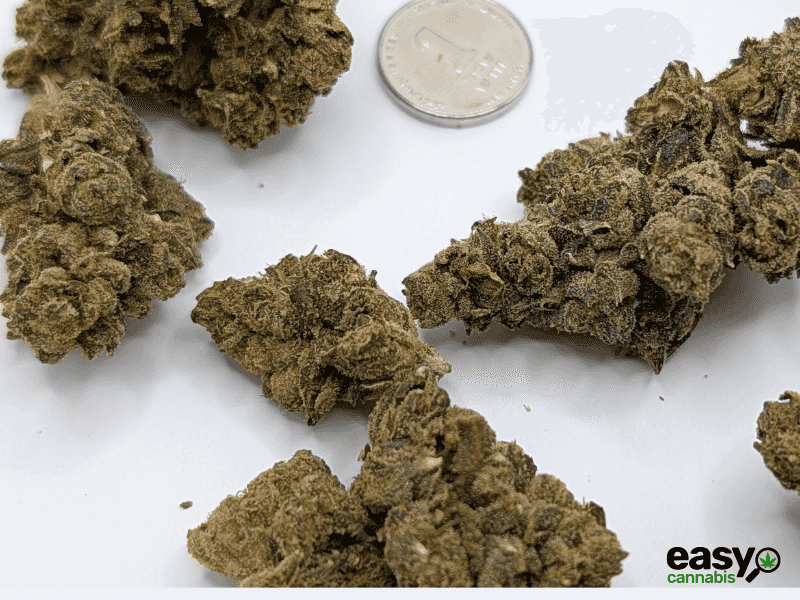 קנאביס רפואי תפרחת אר.בי.אי 55 - T22/C4 - RBI 55 איי.אמ.סי לילה - אינדיקה