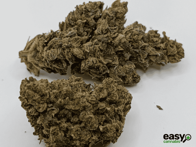 קנאביס רפואי תפרחת אר.בי.אי 55 - T22/C4 - RBI 55 איי.אמ.סי לילה - אינדיקה