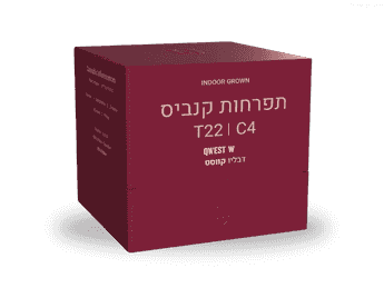 תפרחת דבליו קווסט - T22/C4 - Qwest W