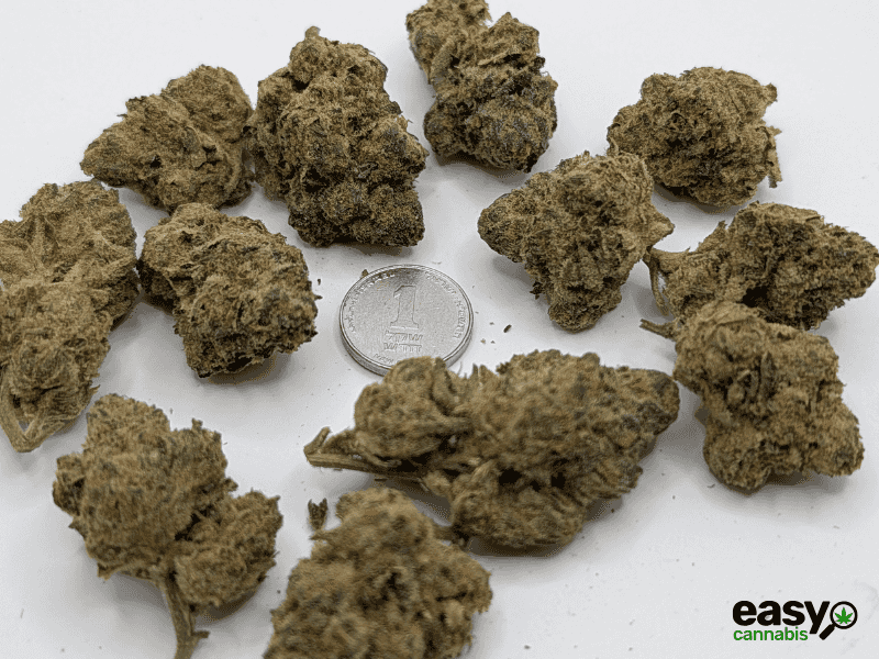 קנאביס רפואי תפרחת מד דוג - T22/C4 - Mad Dog גרינקום לילה - אינדיקה