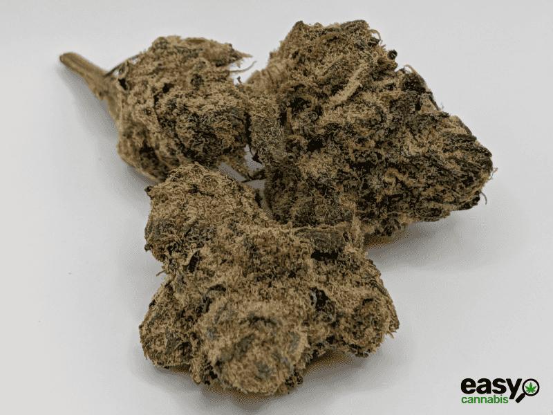 קנאביס רפואי תפרחת מד דוג - T22/C4 - Mad Dog גרינקום לילה - אינדיקה