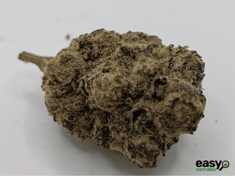 קנאביס רפואי תפרחת מד דוג - T22/C4 - Mad Dog גרינקום לילה - אינדיקה