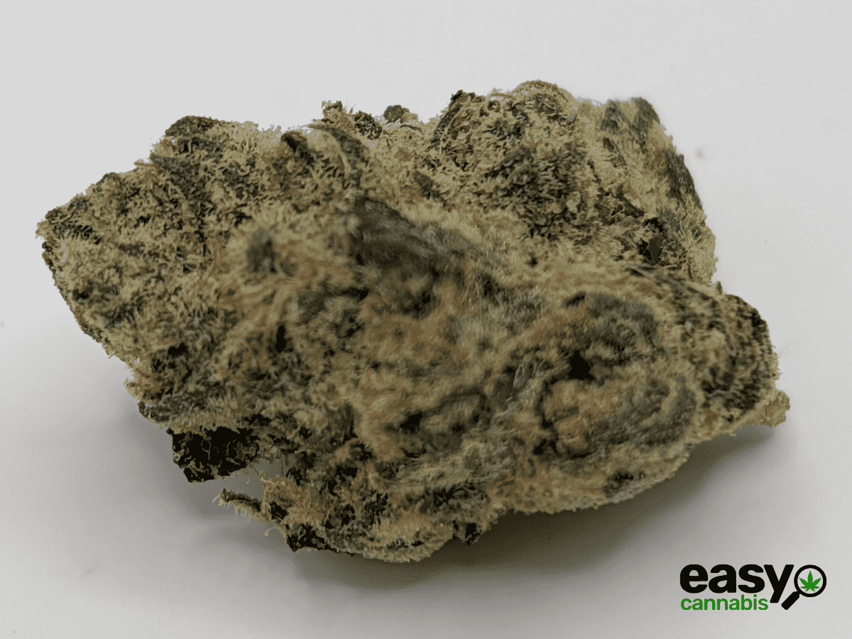 קנאביס רפואי תפרחת ווייט מרקורי - T22/C4 - White Mercury פלאנטק מדיקל יום - סאטיבה