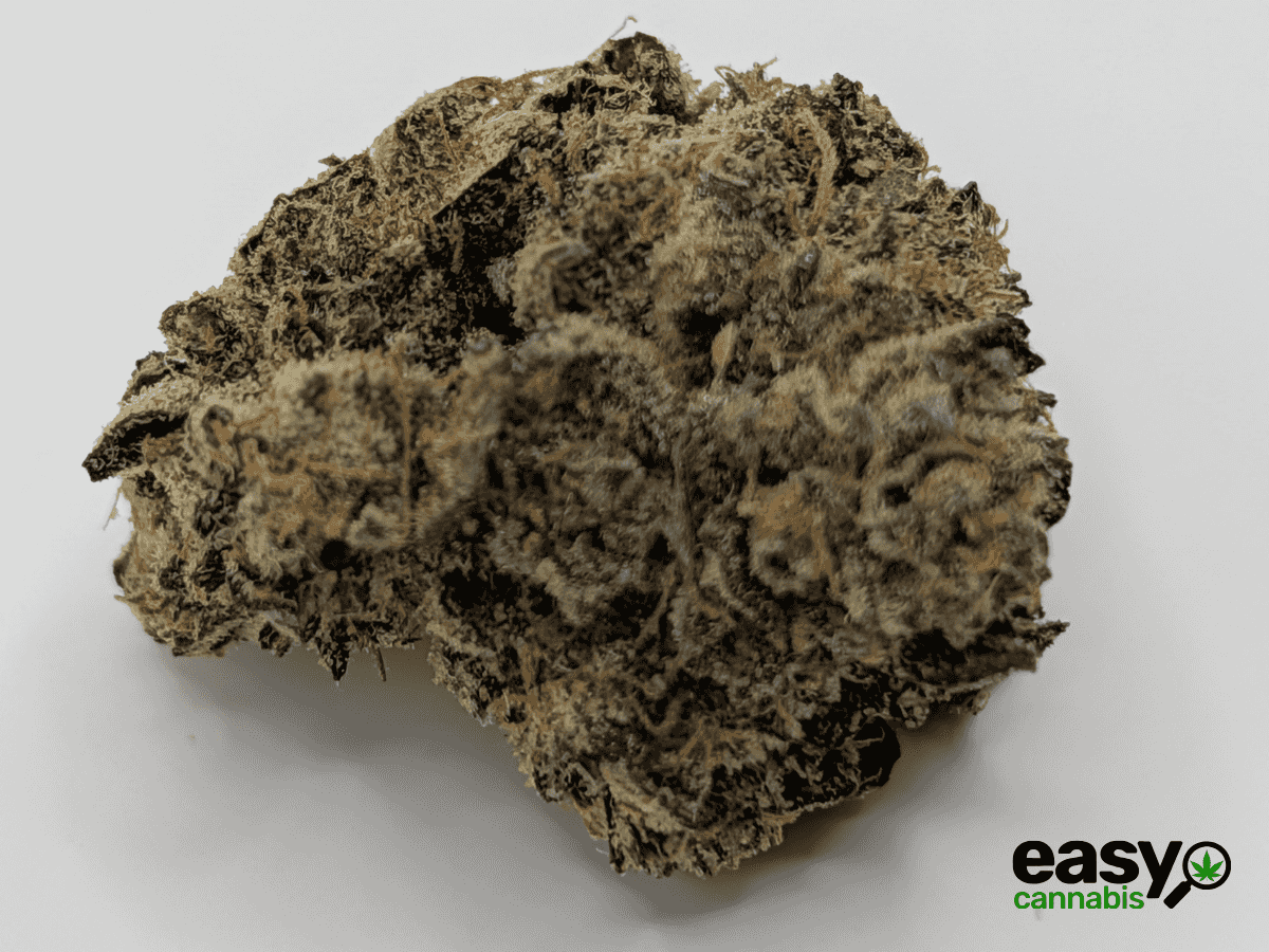 קנאביס רפואי תפרחת הינדו קוש - T22/C4 - Hindo Kush פלאנטק מדיקל לילה - אינדיקה