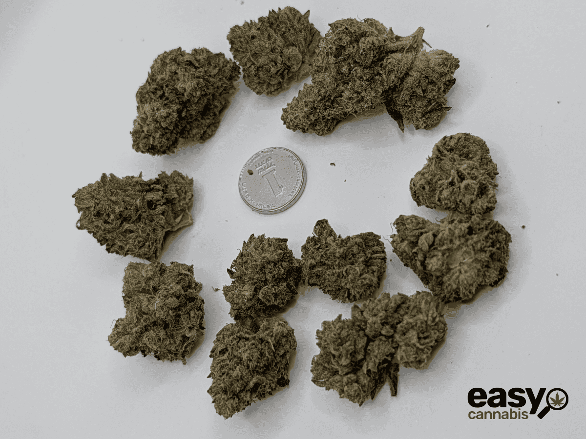 קנאביס רפואי תפרחת הינדו קוש - T22/C4 - Hindo Kush פלאנטק מדיקל לילה - אינדיקה