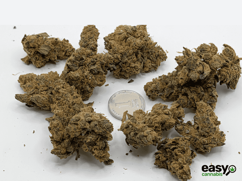 קנאביס רפואי תפרחת גרלוטי - T22/C4 - Garlotty איי.אמ.סי יום\לילה - היברידי