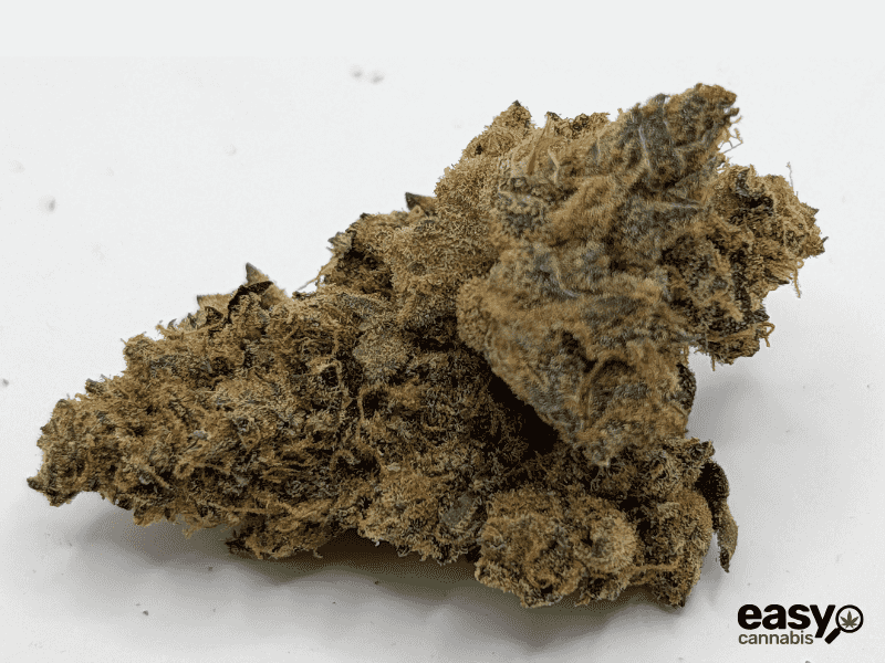 קנאביס רפואי תפרחת גרלוטי - T22/C4 - Garlotty איי.אמ.סי יום\לילה - היברידי