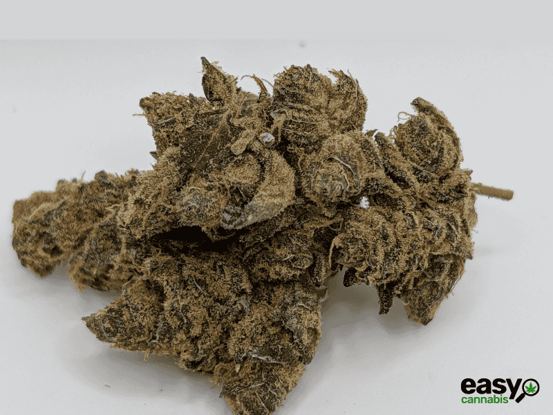 קנאביס רפואי תפרחת גרלוטי - T22/C4 - Garlotty איי.אמ.סי יום\לילה - היברידי