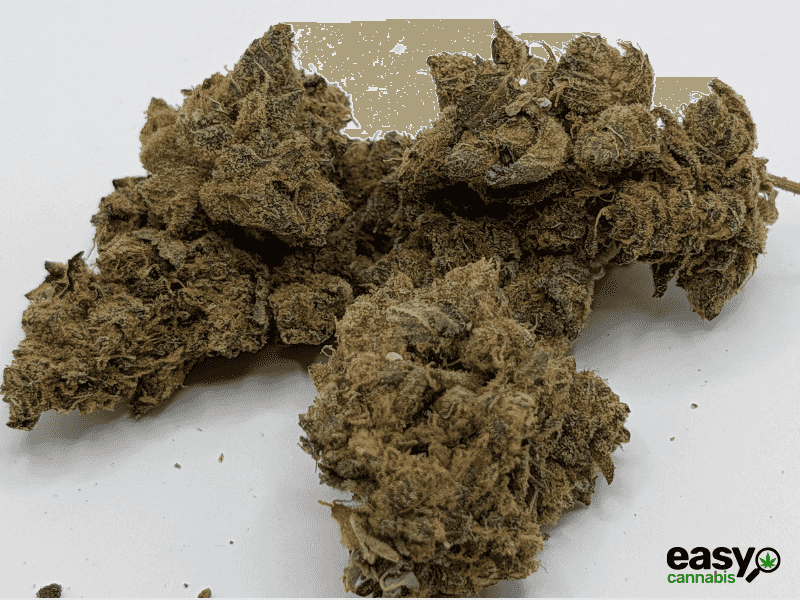 קנאביס רפואי תפרחת גרלוטי - T22/C4 - Garlotty איי.אמ.סי יום\לילה - היברידי