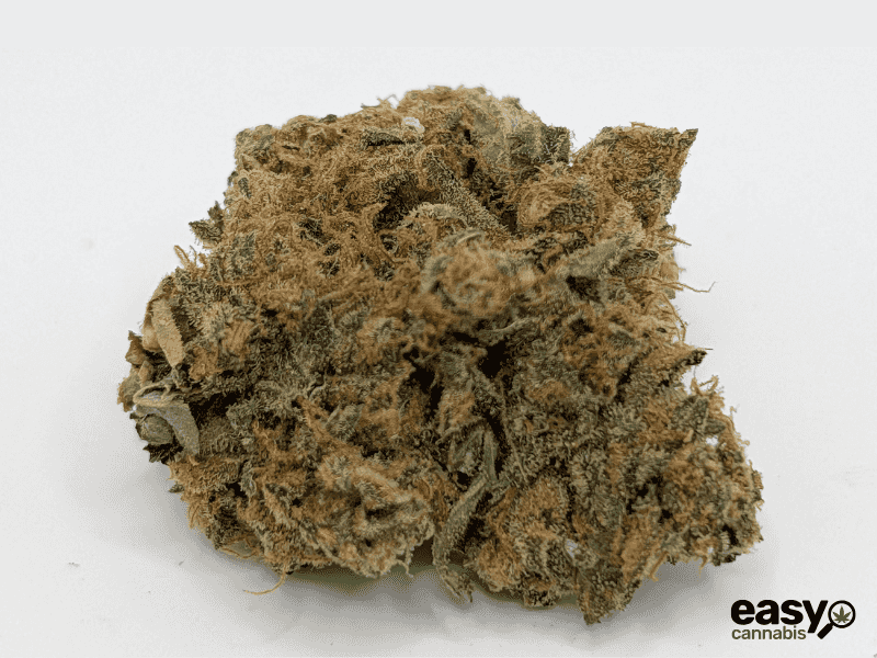 קנאביס רפואי תפרחת גרלוטי - T22/C4 - Garlotty איי.אמ.סי יום\לילה - היברידי