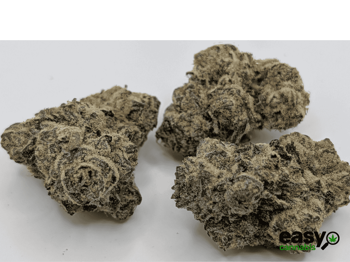 קנאביס רפואי תפרחת קיי פי - T22/C4 - KP פלאנטק מדיקל לילה - אינדיקה