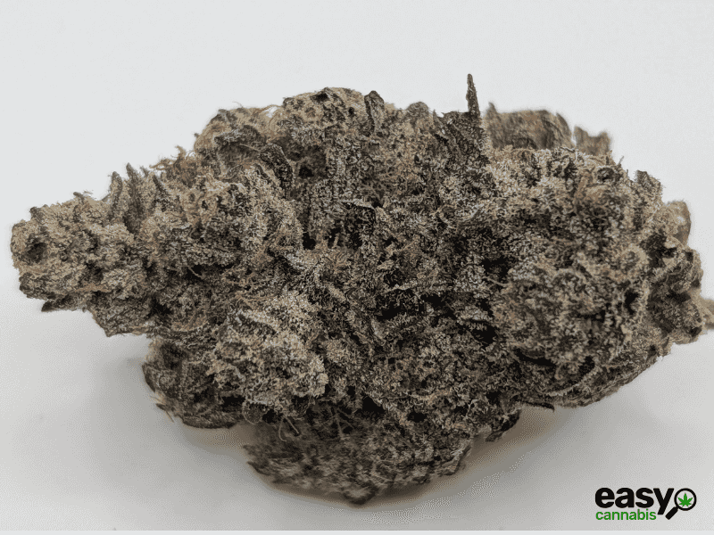 קנאביס רפואי תפרחת לוטם - T22/C4 - Lotem שוגר ליף קאן יום\לילה - היברידי