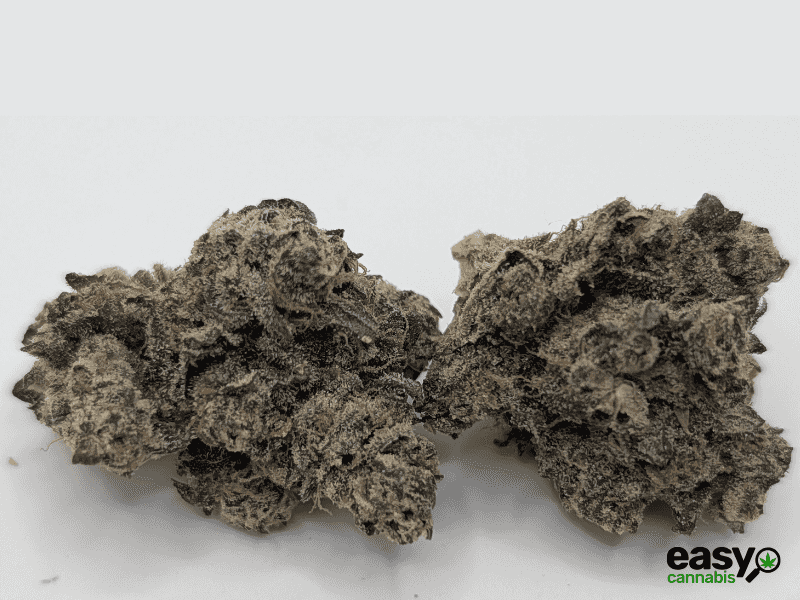 קנאביס רפואי תפרחת לוטם - T22/C4 - Lotem שוגר ליף קאן יום\לילה - היברידי