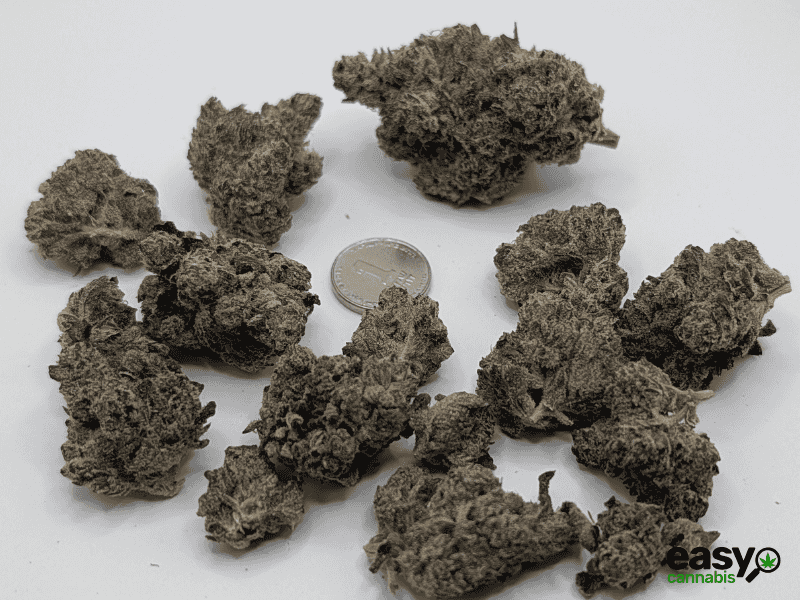 קנאביס רפואי תפרחת לוטם - T22/C4 - Lotem שוגר ליף קאן יום\לילה - היברידי