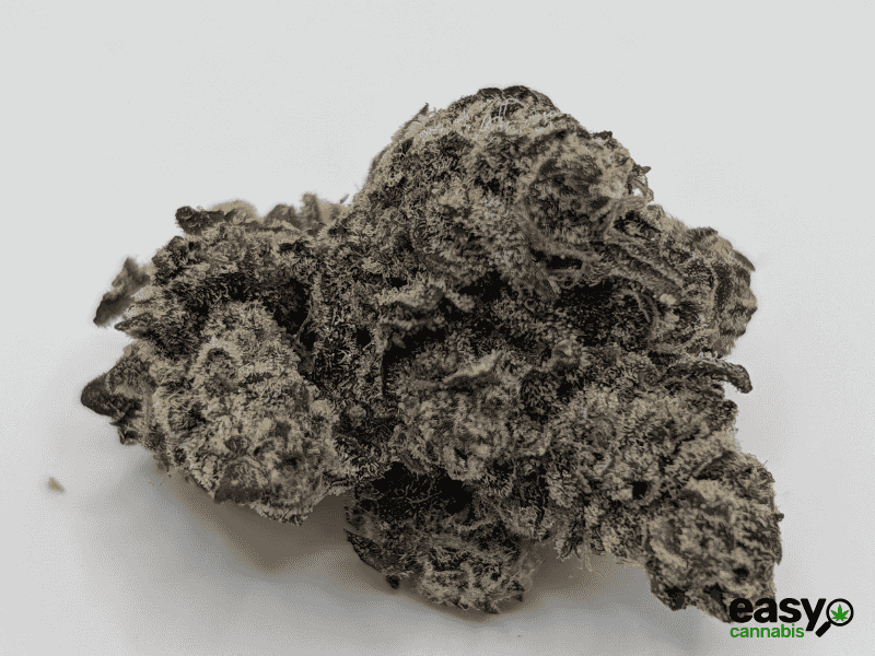קנאביס רפואי תפרחת לוטם - T22/C4 - Lotem שוגר ליף קאן יום\לילה - היברידי