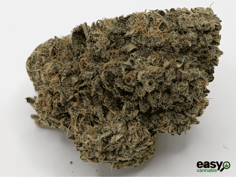 קנאביס רפואי תפרחת אף ג'י - T22/C4 - FG פלאנטק מדיקל לילה - אינדיקה