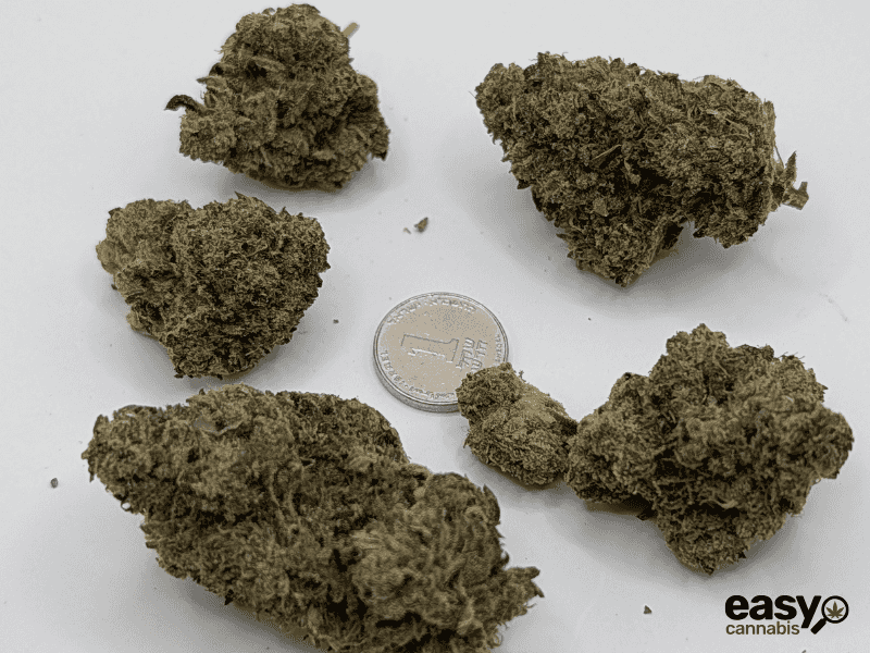 קנאביס רפואי תפרחת אף ג'י - T22/C4 - FG פלאנטק מדיקל לילה - אינדיקה