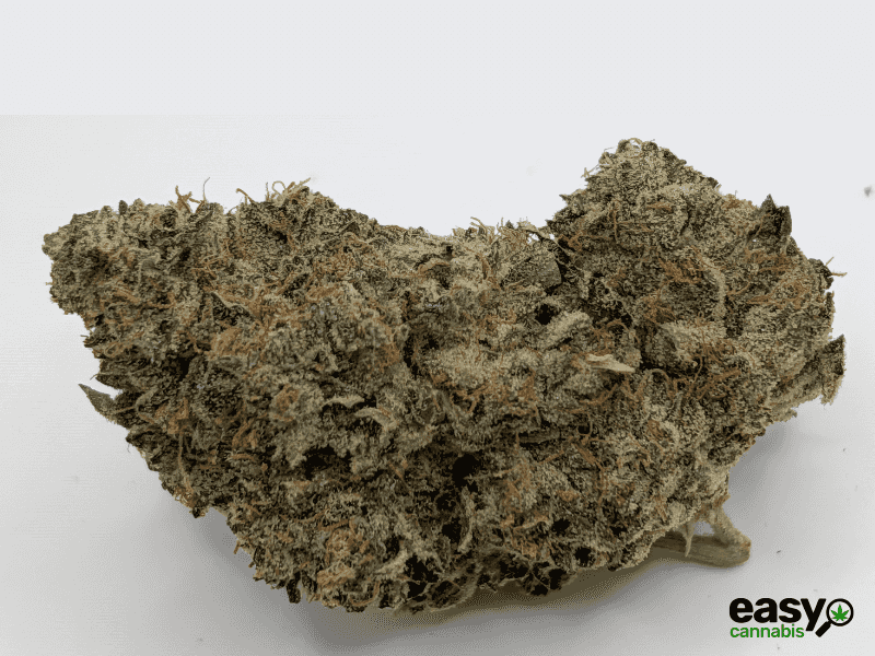 קנאביס רפואי תפרחת אף ג'י - T22/C4 - FG פלאנטק מדיקל לילה - אינדיקה