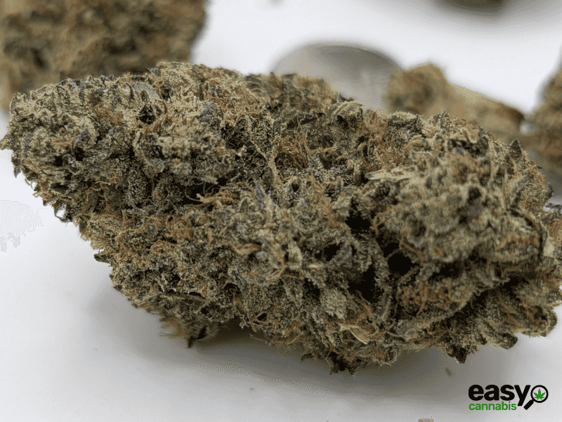 קנאביס רפואי תפרחת אף ג'י - T22/C4 - FG פלאנטק מדיקל לילה - אינדיקה