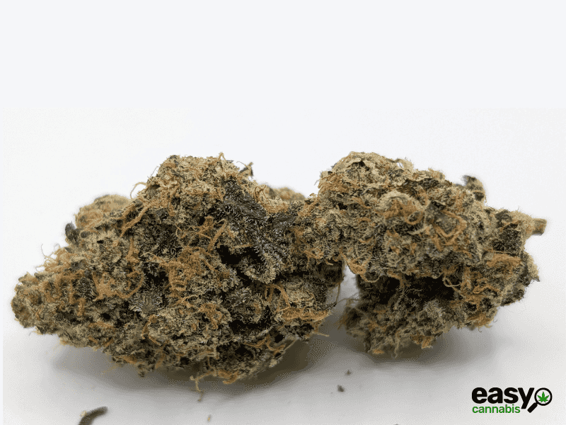 קנאביס רפואי תפרחת וי אן - T22/C4 - VN פלאנטק מדיקל יום\לילה - היברידי