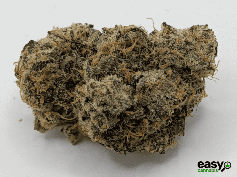 קנאביס רפואי תפרחת וי אן - T22/C4 - VN פלאנטק מדיקל יום\לילה - היברידי