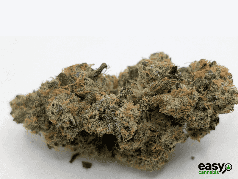 קנאביס רפואי תפרחת וי אן - T22/C4 - VN פלאנטק מדיקל יום\לילה - היברידי