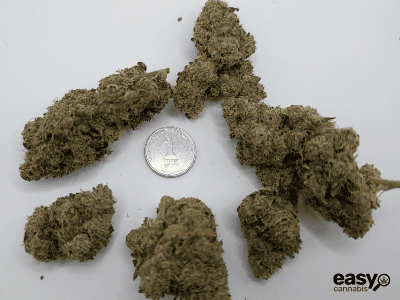 קנאביס רפואי תפרחת וי אן - T22/C4 - VN פלאנטק מדיקל יום\לילה - היברידי