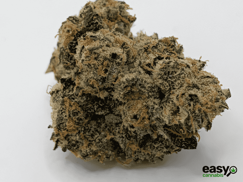 קנאביס רפואי תפרחת וי אן - T22/C4 - VN פלאנטק מדיקל יום\לילה - היברידי