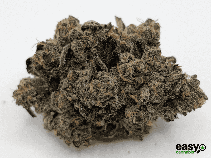 קנאביס רפואי תפרחת איי ג'יי (AJ) - T22/C4 - AJ פלאנטק מדיקל יום\לילה - היברידי