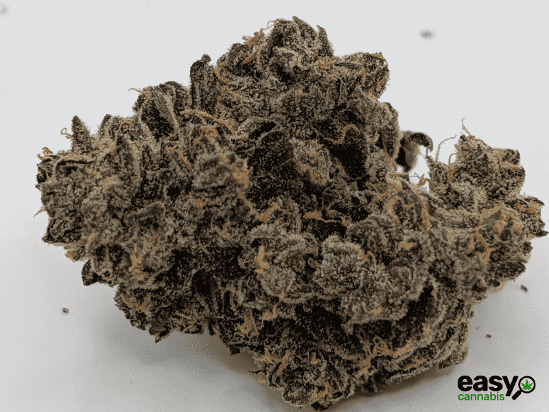 קנאביס רפואי תפרחת איי ג'יי (AJ) - T22/C4 - AJ פלאנטק מדיקל יום\לילה - היברידי