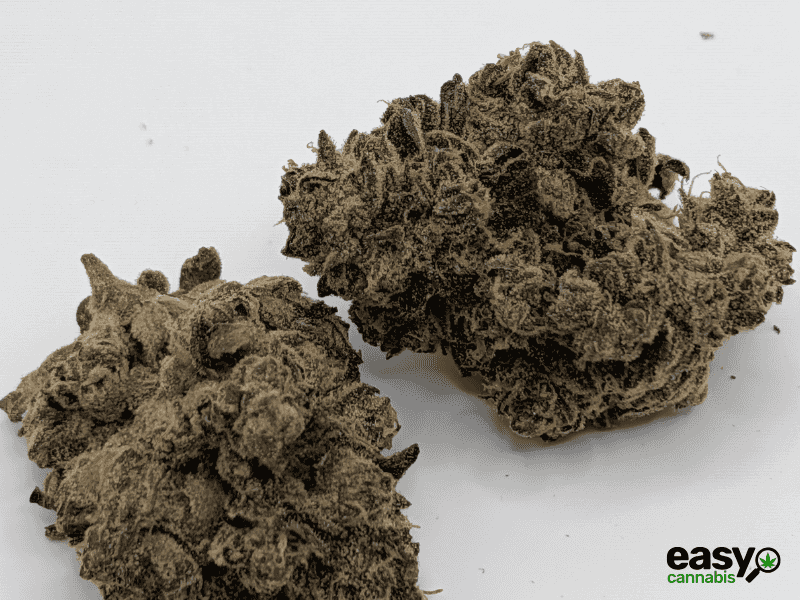 קנאביס רפואי תפרחת איי ג'יי (AJ) - T22/C4 - AJ פלאנטק מדיקל יום\לילה - היברידי