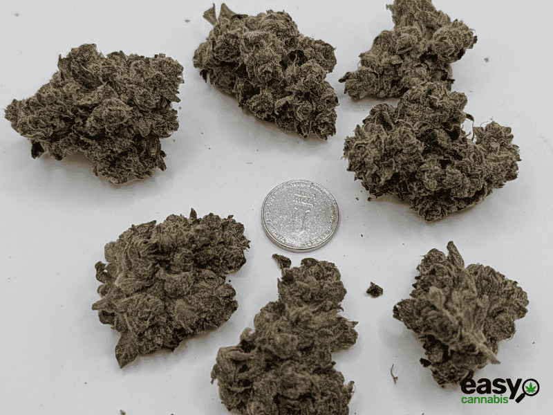 קנאביס רפואי תפרחת איי ג'יי (AJ) - T22/C4 - AJ פלאנטק מדיקל יום\לילה - היברידי