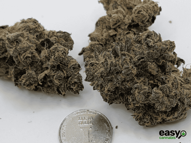 קנאביס רפואי תפרחת איי ג'יי (AJ) - T22/C4 - AJ פלאנטק מדיקל יום\לילה - היברידי