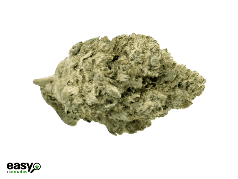 קנאביס רפואי תפרחת אר.זד 13 - T22/C4 - R.Z 13 קול מדיקל לילה - אינדיקה