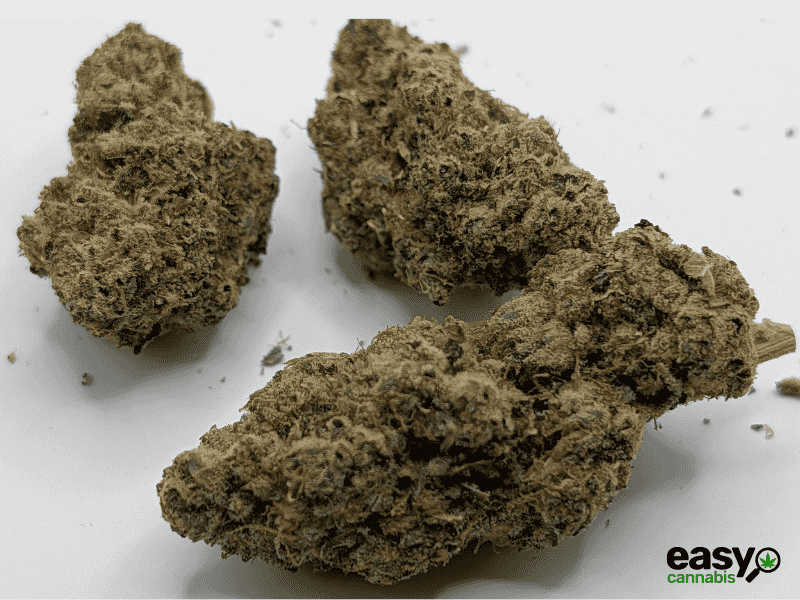 קנאביס רפואי תפרחת אר.זד 13 - T22/C4 - R.Z 13 קול מדיקל לילה - אינדיקה