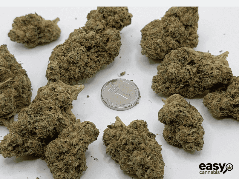 קנאביס רפואי תפרחת אר.זד 13 - T22/C4 - R.Z 13 קול מדיקל לילה - אינדיקה