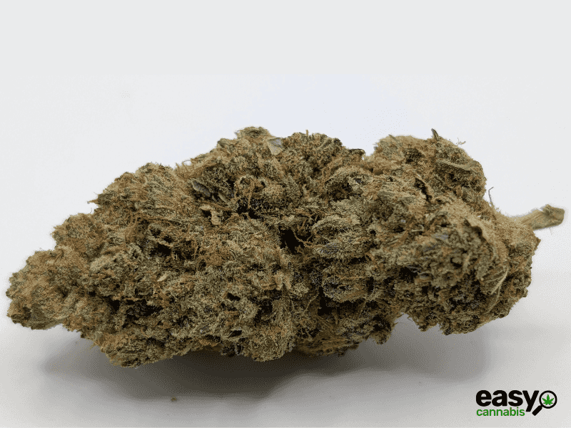 קנאביס רפואי תפרחת אר.זד 13 - T22/C4 - R.Z 13 קול מדיקל לילה - אינדיקה