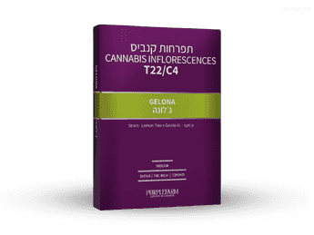 תפרחת ג'לונה - T22/C4 - Gelona