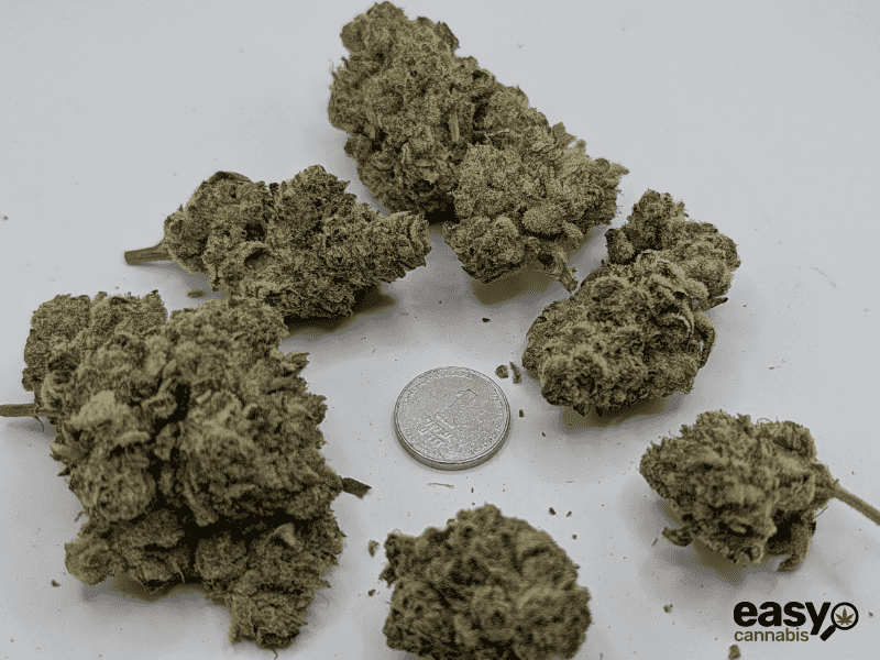 קנאביס רפואי תפרחת ג'לטיקס - T22/C4 - Gelatix גרינקום יום - סאטיבה