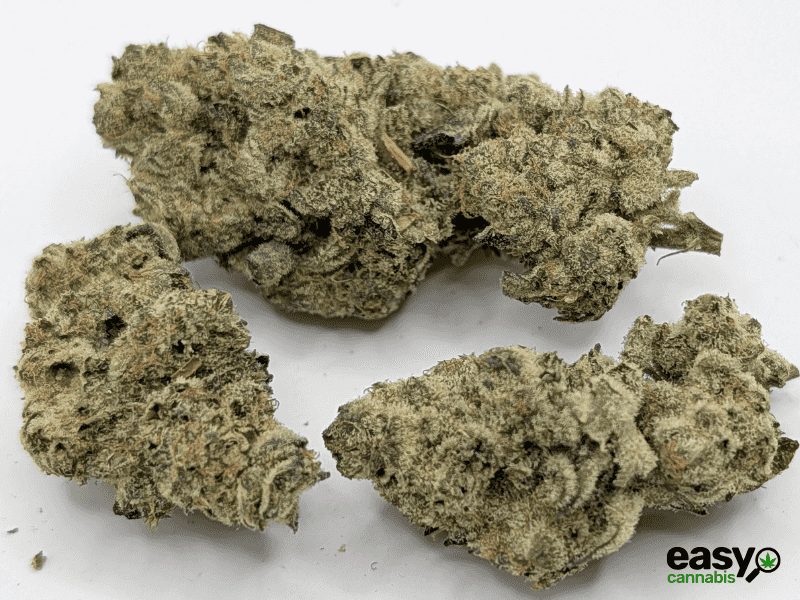 קנאביס רפואי תפרחת ג'לטיקס - T22/C4 - Gelatix גרינקום יום - סאטיבה