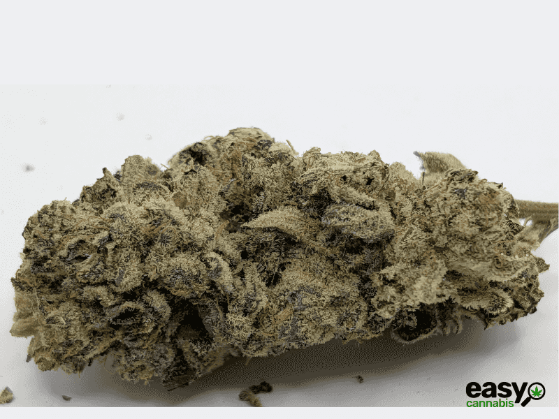 קנאביס רפואי תפרחת ג'לטיקס - T22/C4 - Gelatix גרינקום יום - סאטיבה