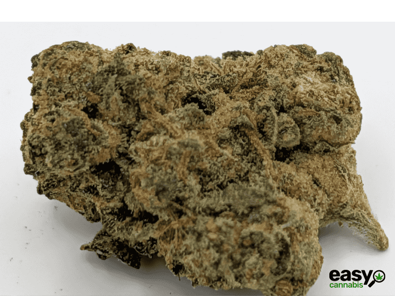 קנאביס רפואי תפרחת ג'.ו.נ.י #1 - T22/C4 - J‎.‎O‎.‎N‎.‎Y‎ ‎#‎1‎ באבל לילה - אינדיקה