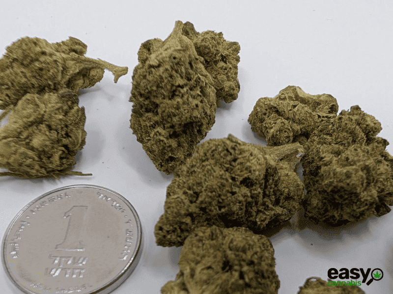 קנאביס רפואי תפרחת ג'.ו.נ.י #1 - T22/C4 - J‎.‎O‎.‎N‎.‎Y‎ ‎#‎1‎ באבל לילה - אינדיקה